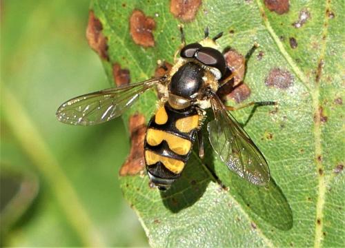 Réf. 268 756 : Didea fasciata